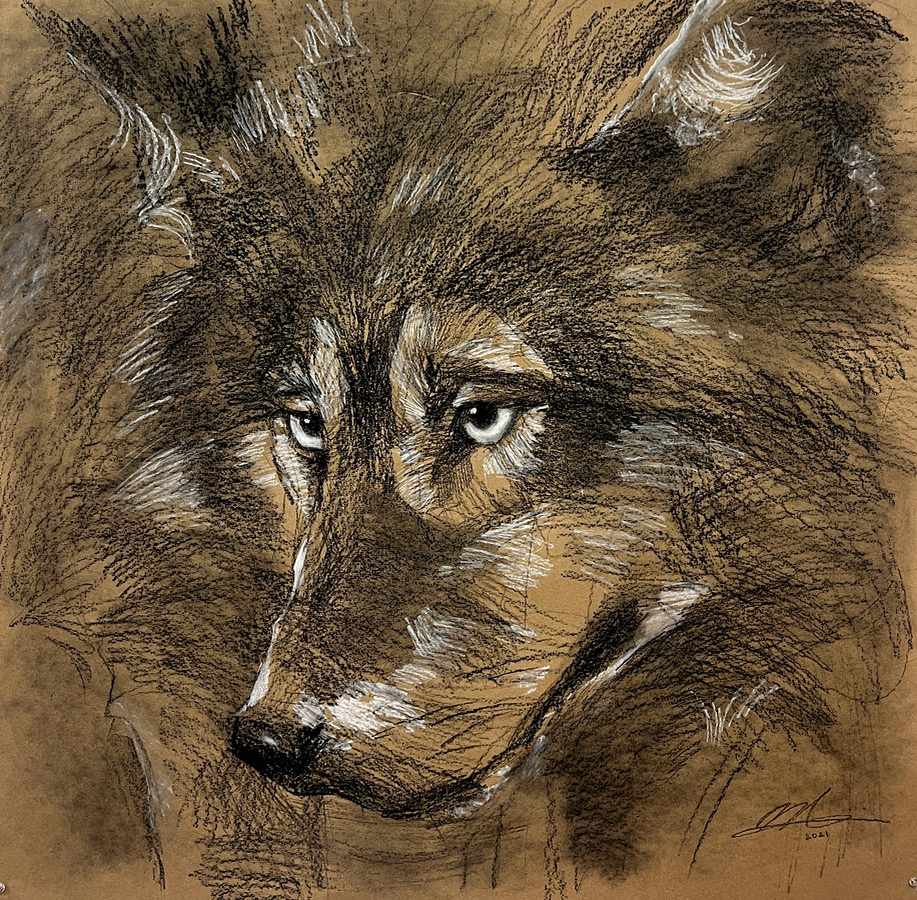 Wolf Study, Cante Crayon on Paper